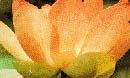 Die Natblume, das Nationalgew&auml;chs Indiens